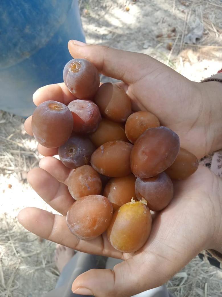 Wafla Villa Siwa Oasis Bagian luar foto