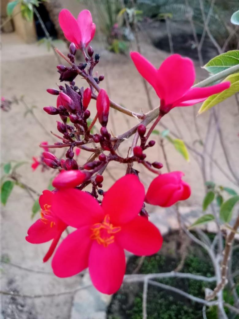 Wafla Villa Siwa Oasis Bagian luar foto