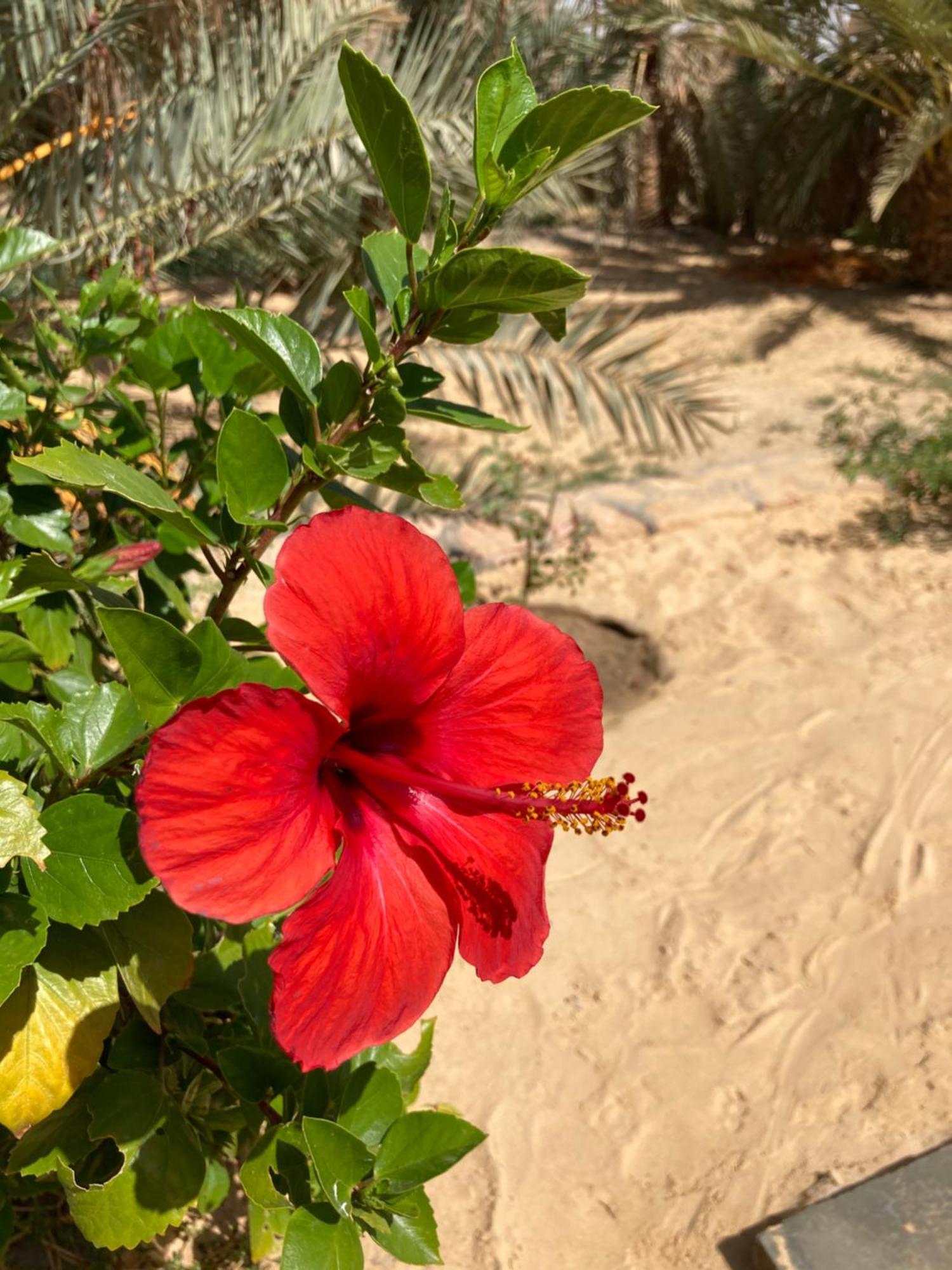 Wafla Villa Siwa Oasis Bagian luar foto