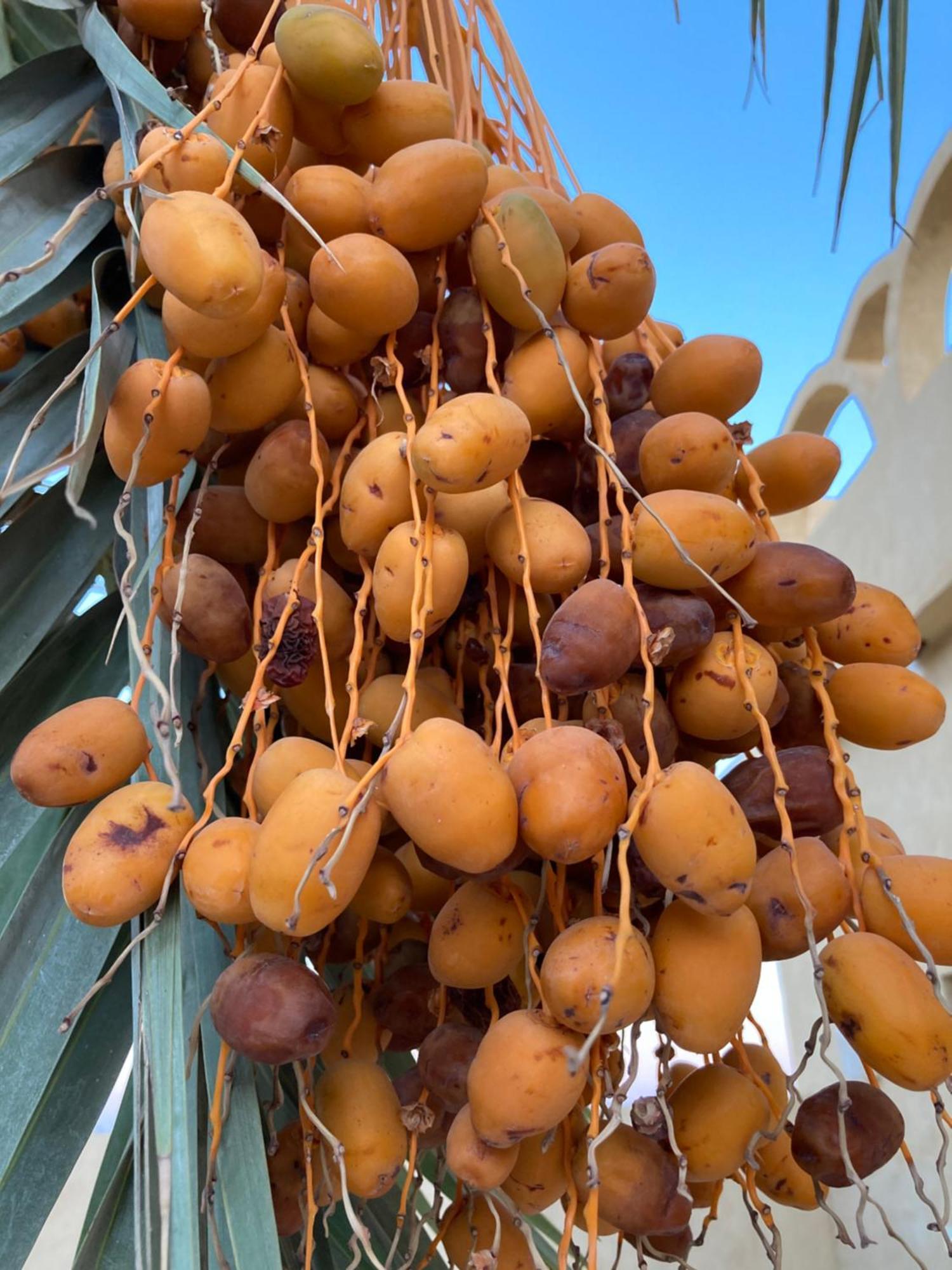 Wafla Villa Siwa Oasis Bagian luar foto